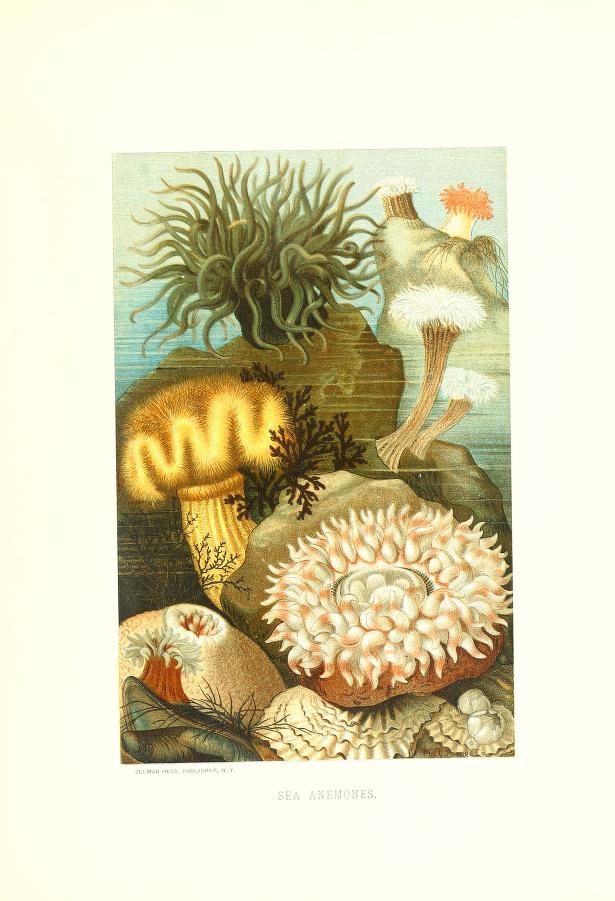 color illustration of sea anemones